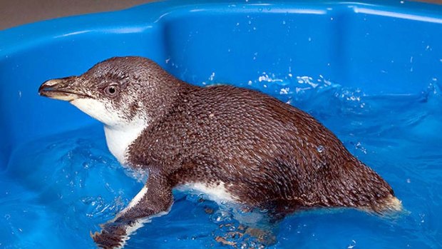Morgan, a white-flippered penguin, doesn't like to swim.