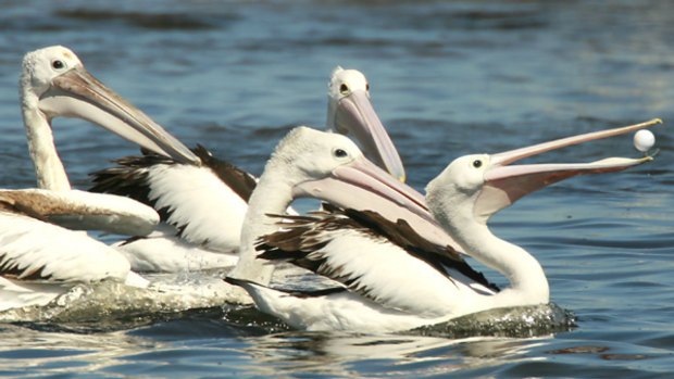 Pelicans in a contest for "food" - a golf ball - at Williamstown.