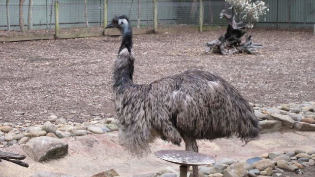 "Distressed" ... the male emu left behind after its mate was stolen.