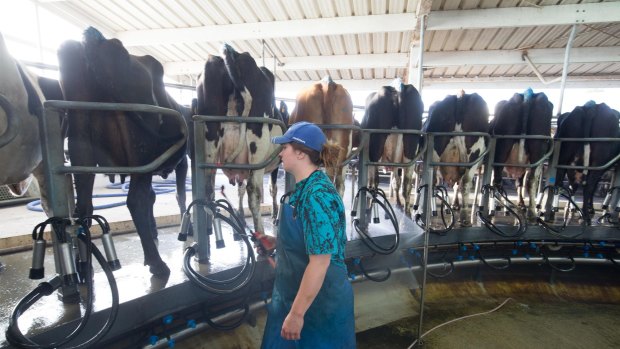 An employee prepares cows for milking a dairy farm that supplies milk to Fonterra. Intensive dairying has contaminated New Zealand's waterways.