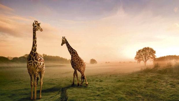 Wild outpost ... giraffes at dusk on the Kenyan savannah.