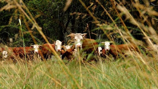 Local cattlemen support the trial, saying grazing in the park is part of their long-standing cultural heritage.