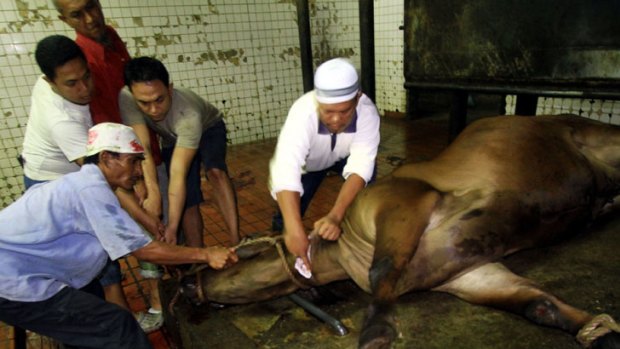 A ban has been proposed on cattle exports to more than 75 Indonesian abattoirs.