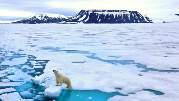 A cruise to Arctic Svalbard is one of the best way to see bears on ice.