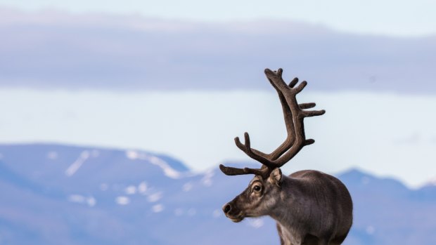 Meet reindeer in Svalbard.