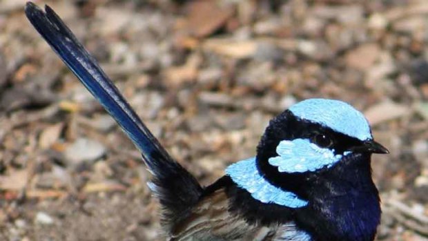 More than meets the human eye: the superb blue fairy wren