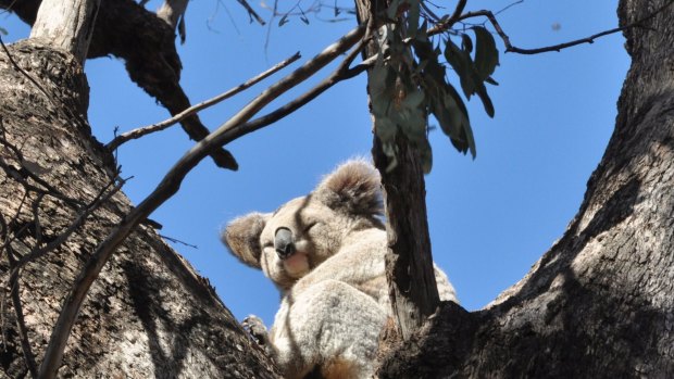 Koala numbers in the Pilliga Forest have fallen from about 10,000 to less than 100 in 20 years.