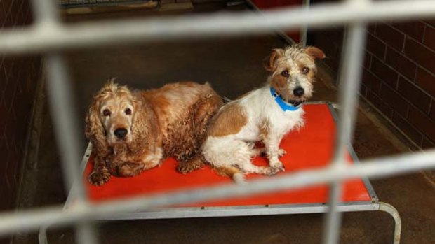 Death-row dogs... unwanted pets at Blacktown Animal Holding Facility.