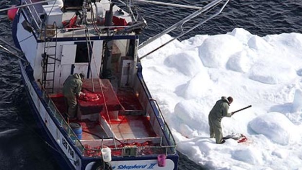 A sealer clubs a harp seal during this year's hunt off the coast of Newfoundland as the European Union prepares to introduce a ban on all products from commercial sealing.