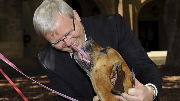 Queenslanders share the love &#8230; Kevin Rudd with Cassie, a Labrador/boxer/ridgeback-cross born in Townsville.