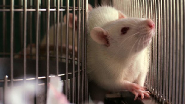 Breakthroughs might mean end of animals testing