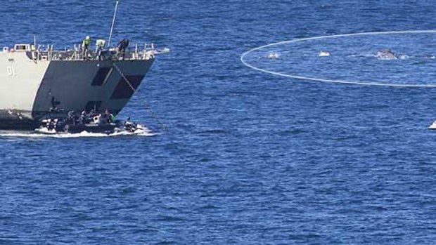 The pod of dolphins passes HMAS Adelaide off Avoca before the scuttling operation today.