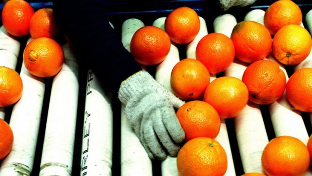 Mildura's orange groves are heavy with sweet, perfect fruit.