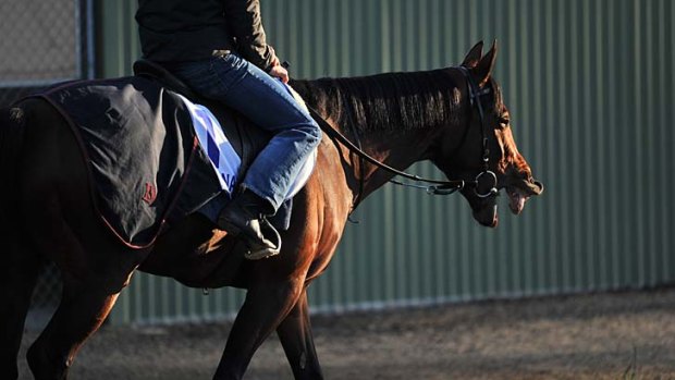 Take two: Dunaden saddles up to defend his Melbourne Cup crown.