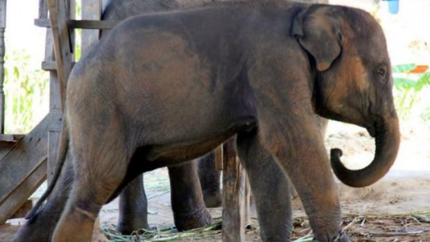 A wild baby elephant at a holding camp on the Thai/Myanmar border.