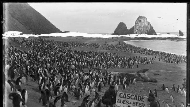 Cascade ales & beers reach farther south [penguins, sea elephants, a man wearing a hat and holding a sign and several other men on the Nuggets beach, Macquarie Island, Australasian Antarctic Expedition, 1911-1914] National Library of Australia.