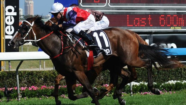 Real hope: three-year-old filly Real Surreal, seen here winning on Magic Millions day last year, will take on the classy Guelph in the Light Fingers Stakes.