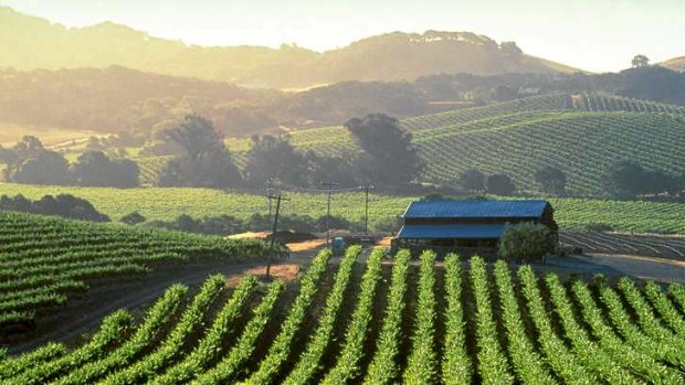 Napa Valley, birthplace of some of California's most prestigious wines.