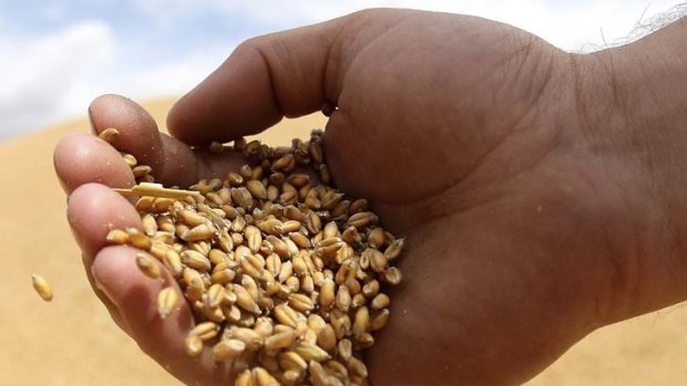 Despite the record haul WA Farmers Federation says the late rains from October through December did a lot of damage to the quality of grains.