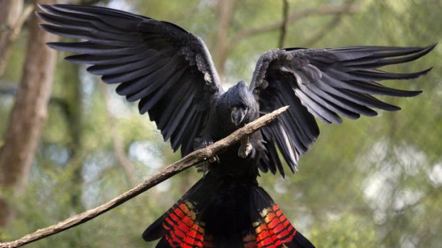 Missing ... red-tailed black cockatoos.