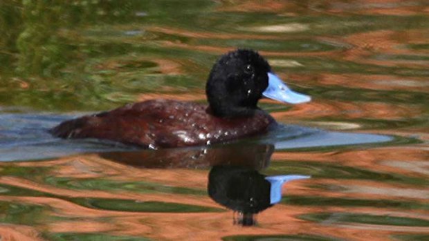 Blue billed duck at Rockingham.