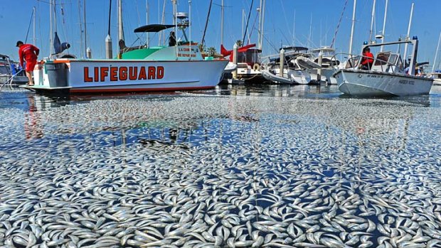 Watery grave ... Californian maritime authorities are attempting to remove millions of dead fish, thought to be sardines, from King Harbour, south of Los Angeles.