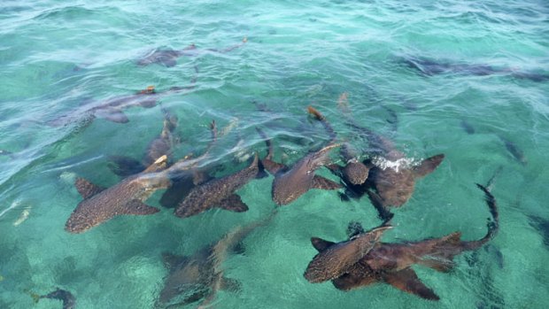 Western Australia is now the shark attack capital of the world.