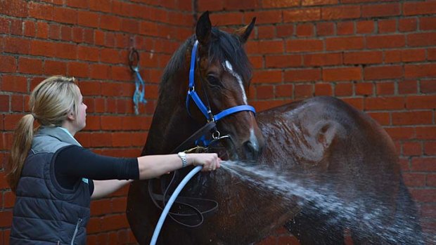 Feeling cool: It's A Dundeel is hosed down after his trackwork at Moonee Valley.