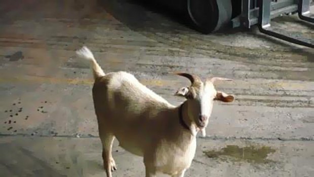 Missing nanny goat back home