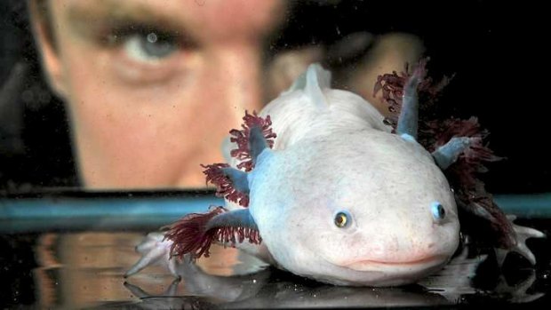 The axolotl, otherwise known as a Mexican walking fish, was judged the third ugliest animal in the world.