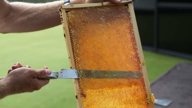 Extracting the honey from an urban hive at Traders Hotel