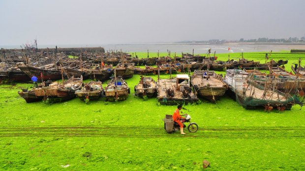 A fisherman rides past an algae-covered beachside in Rizhao, Shandong province, China,