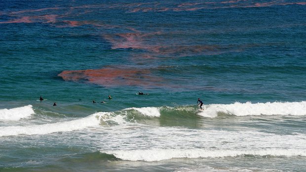 What danger? ... Surfers ignore the safety warning as algae blooms around them.