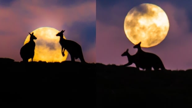 The kangaroos before and during their amorous exchange.