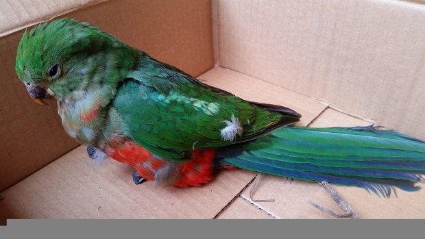 The stunned, beaten up king parrot recuperating. 