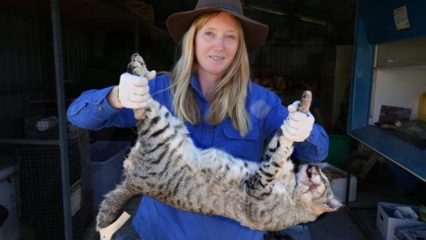 Dr Katherine Moseby holds a dead feral cat. Her husband, John Read, has invented a new cat-control device. 