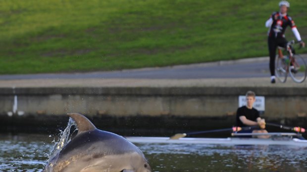 One of four bottlenose dolphins creates a stir in the Yarra near the Swan Street bridge.