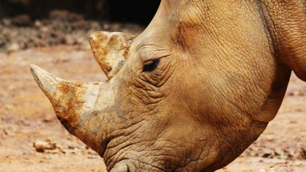 The Sumatran rhino is the largest animal in Sir David Attenborough's ark.