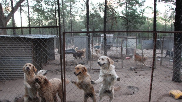 Dogs at the puppy farm in northern NSW.