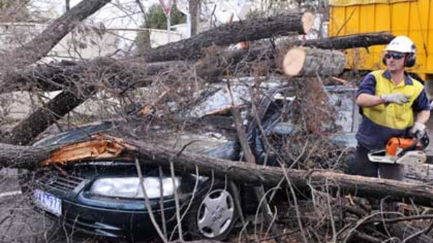 This car was crushed by a fallen tree in Bulleen.