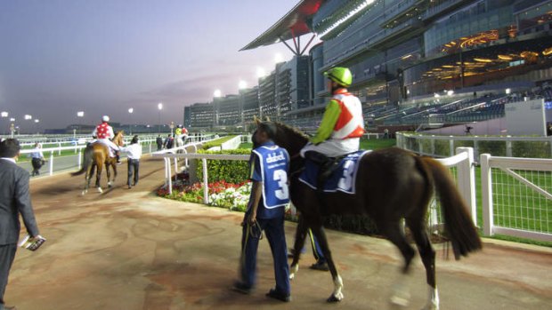 Horses parading at Meydan Racecourse, Dubai.