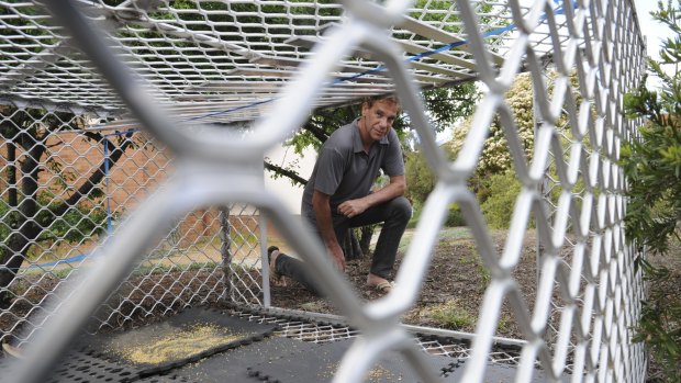 A cage with mixed grain  left to trap peacocks is inspected by resident Roy Chamberlain, in the grounds of the Uniting Care Retirement Village.
