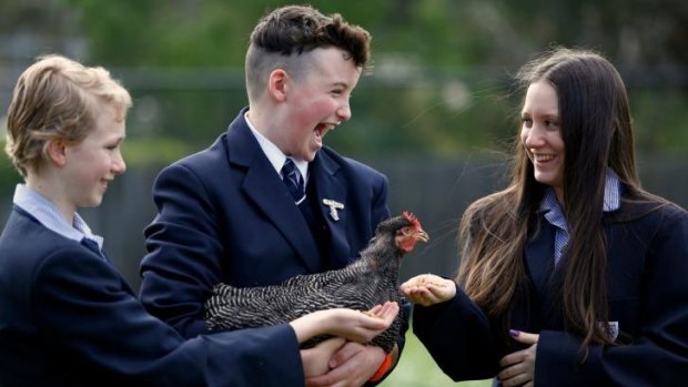 Scout Wedding, Jasper Cleary and Brydie Garner get clucky at Templestowe College.
