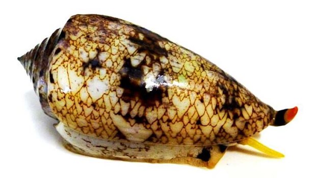 Venom used to paralyse their prey: The carnivorous tropical marine cone snail.