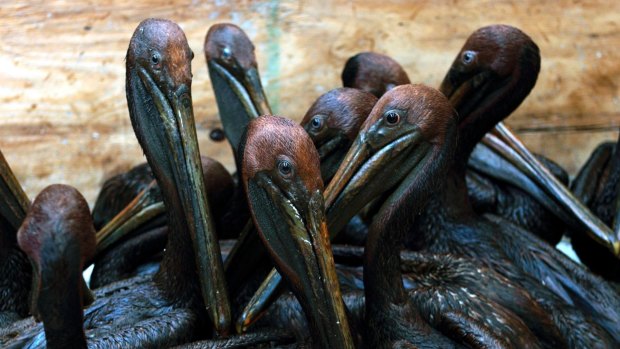 Oil-covered pelicans found off the Louisiana coast after the oil spill. BP says "any impacts to the Gulf's bird population were limited and were followed by a strong recovery."