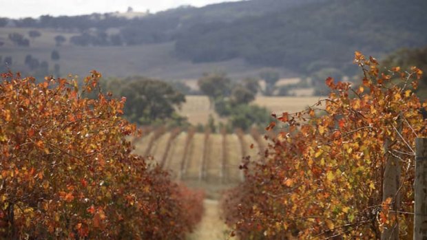 Income plus ... the Orange property, bordering Belgravia Vineyard, includes Bellview Farm and a vineyard of its own.