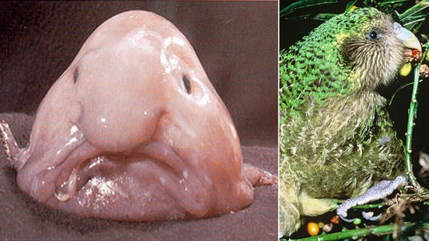 The blobfish which lives off the Australian coast, and the kakapo, a flightless New Zealand parrot, have been named the world's two ugliest animals.
