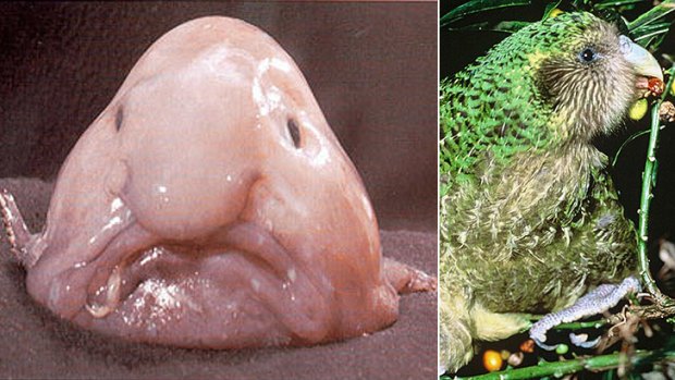 Blobfish declared world's ugliest animal