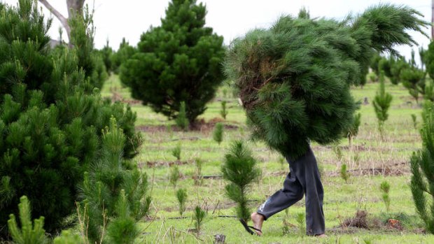 Cutting and leaving: Customers can chop their own trees at Triple A Christmas Tree Farm at Luddenham.