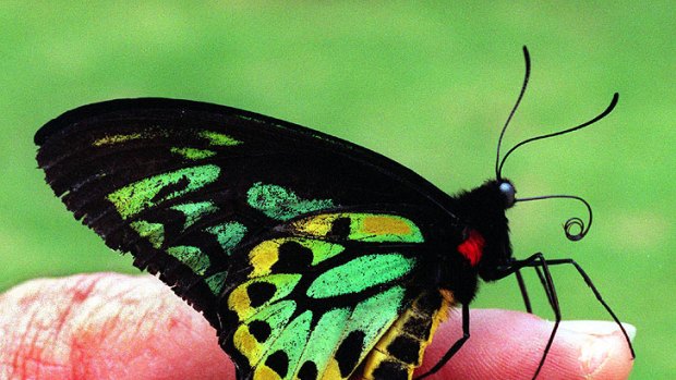 The rare Richmond Birdwing Butterfly was spotted in Brisbane's bayside in late September.